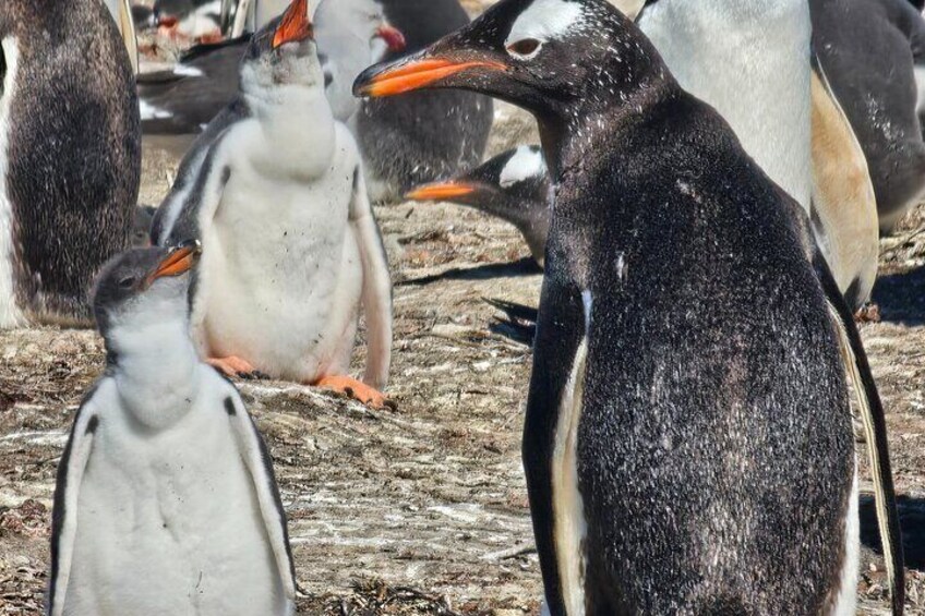 Falkland Penguin Tour Bertha Beach, Yorke Bay Gentoo and Kings