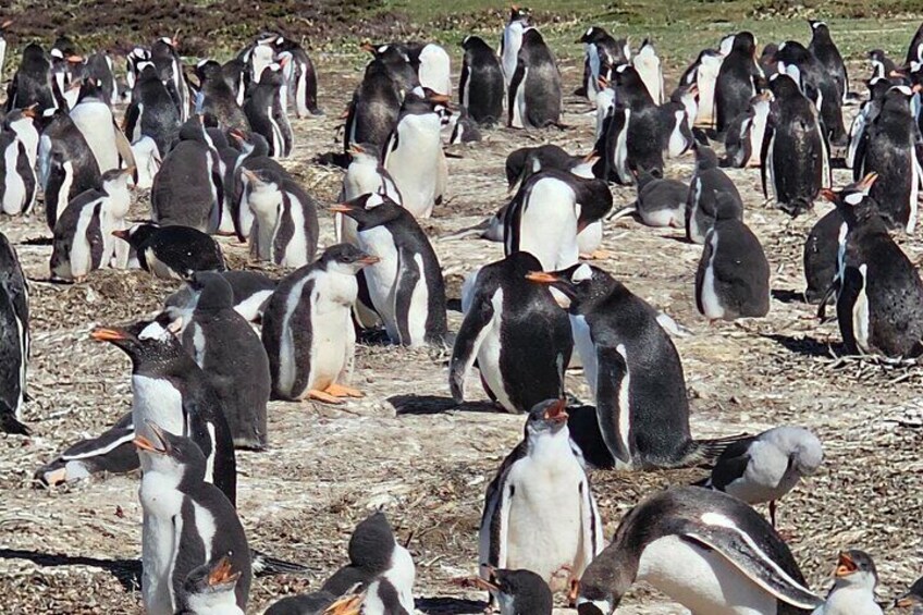  Falkland Penguin Tour Bertha Beach, Yorke Bay Gentoo and Kings 
