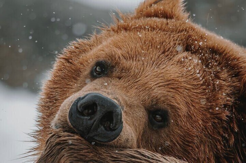 Two Day Fully Private Yellowstone Tour