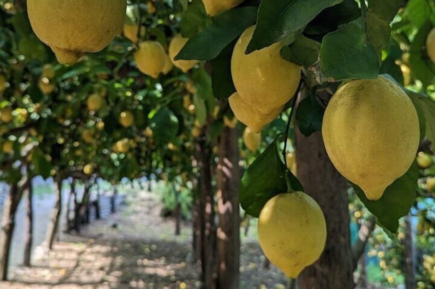 Amalfi Coast Hike and Wine Tour in Vietri