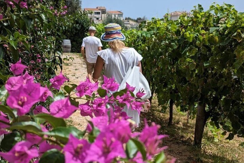 Amalfi Coast Hike and Wine Tour in Vietri