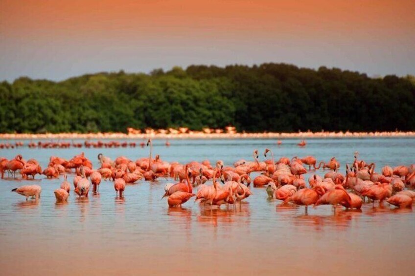 Las coloradas and río lagartos, a daily scape to paradise