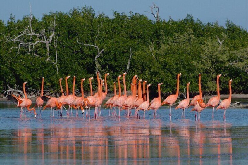 Las coloradas and río lagartos, a daily scape to paradise