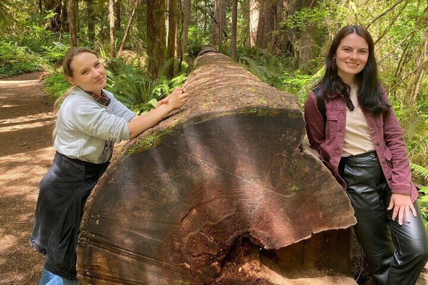Rainforest magic and Olympic National Park Highlights