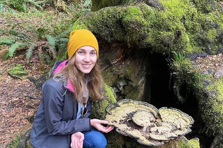 Rainforest magic and Olympic National Park Highlights