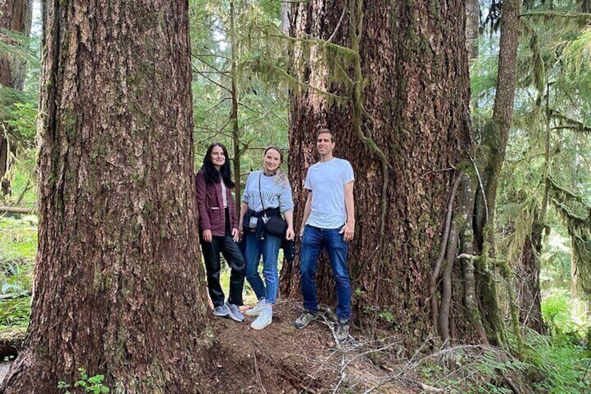 Rainforest magic and Olympic National Park Highlights
