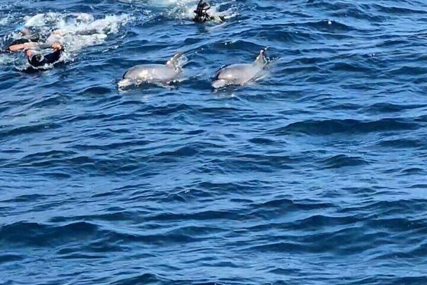 VIP Dolphin Swimming And Snorkeling Adventure from Hurghada