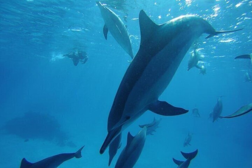 VIP Dolphin Swimming And Snorkeling Adventure from Hurghada