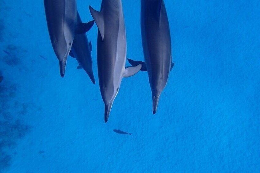 VIP Dolphin Swimming And Snorkeling Adventure from Hurghada
