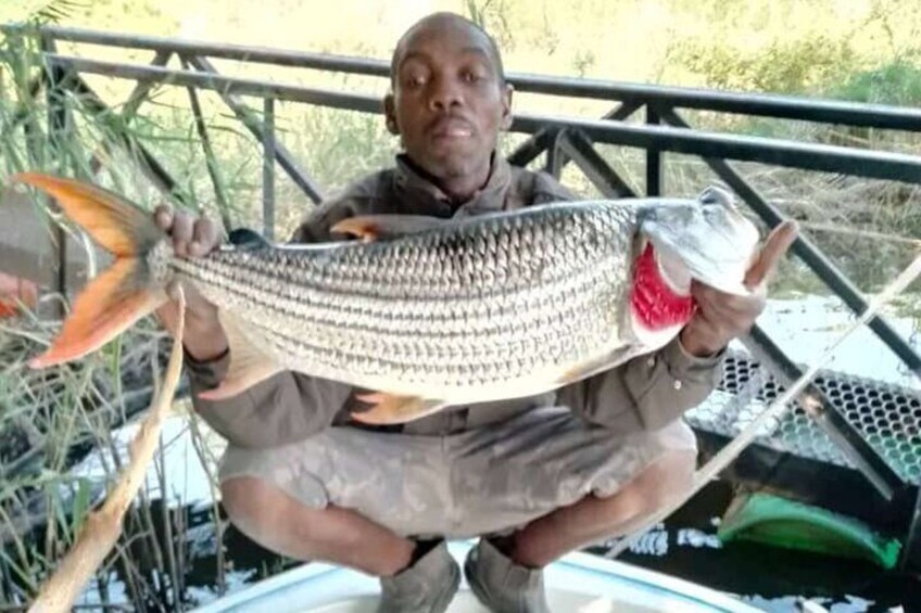 3 Hour Tiger Fishing Safari on the Chobe River
