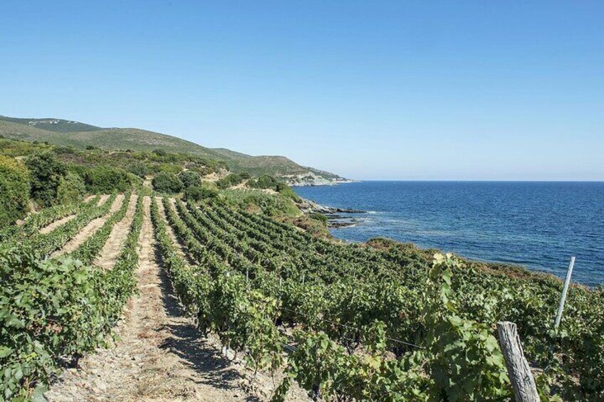 Cap Corse between Vineyards and Fishing Village 