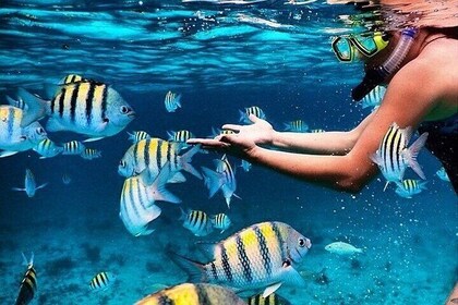 Key Largo Snorkelling Trips & Islamorada Sandbar Tours