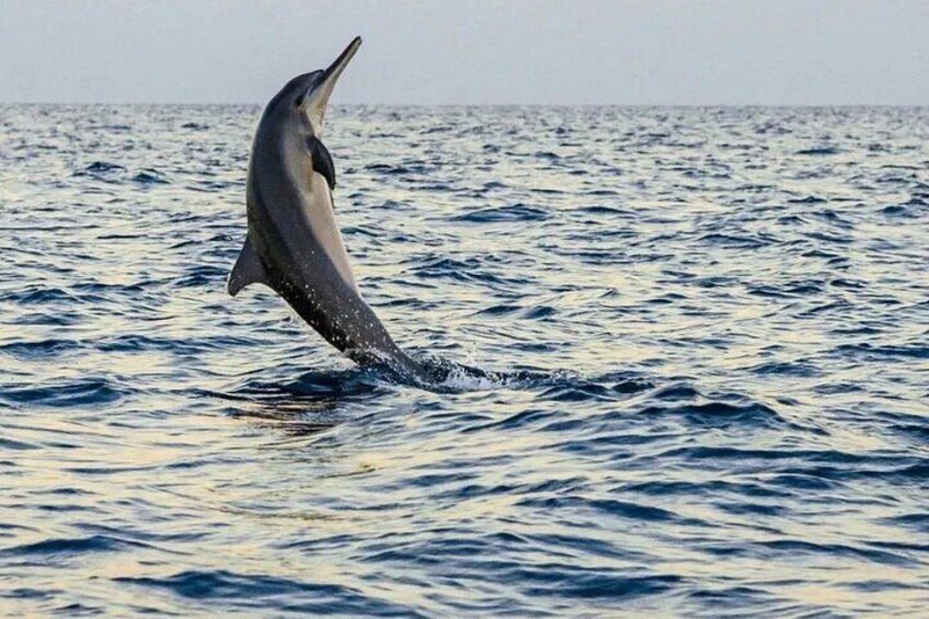 Bali Dolphin Watching and Waterfall