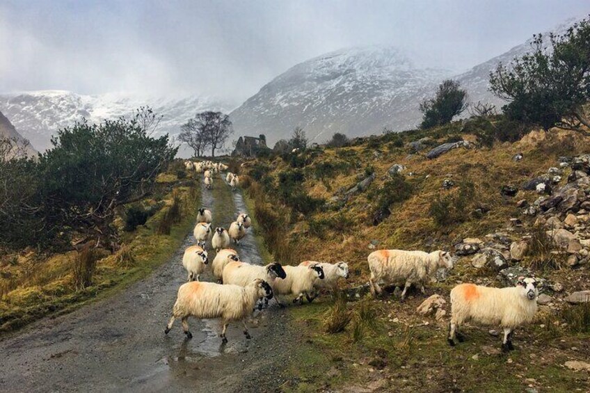 Sheep in the Black Valley