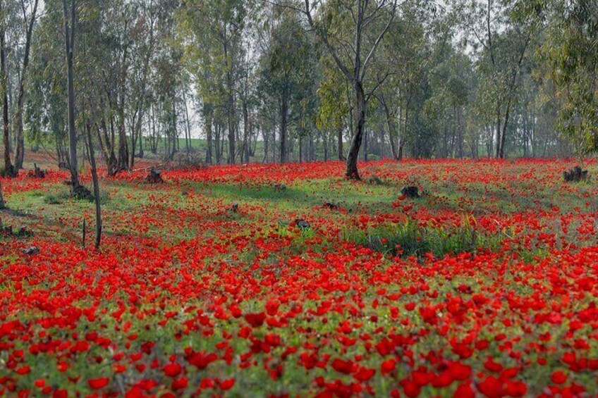 Gaza Border Reality Tour from Tel Aviv