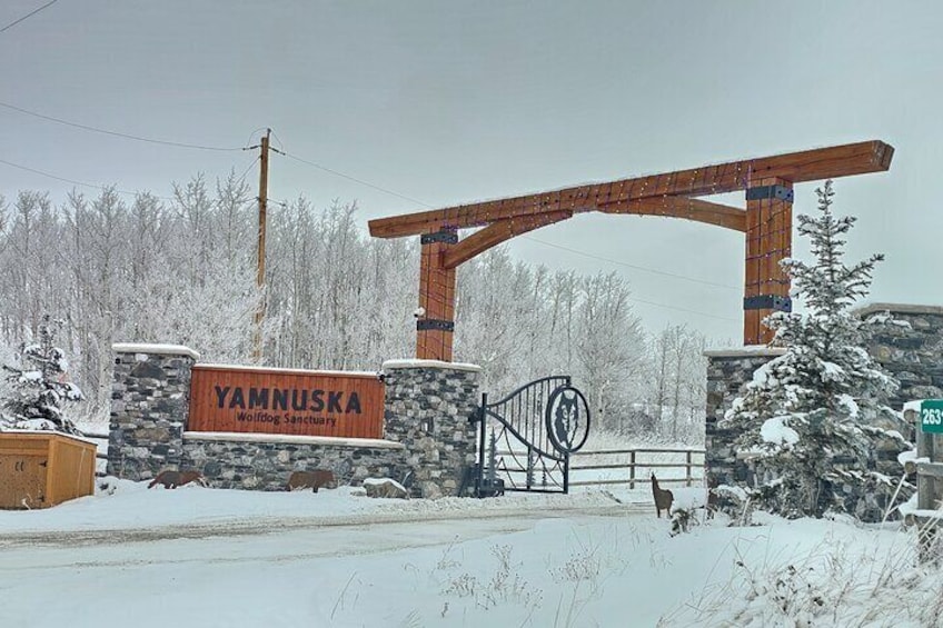 Calgary City Tour and Yamnuska Wolfdog Sanctuary Private Tour