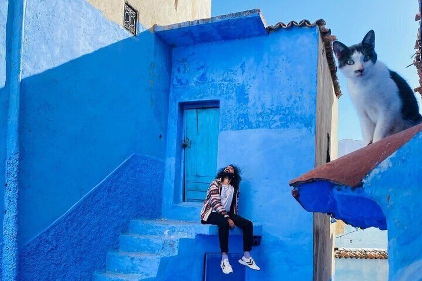 cats in chefchaouen