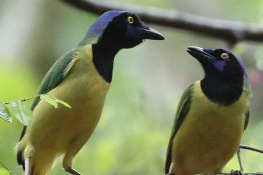 Private VW Beetle Tour to See Mexican Birds, Turtles & Monkeys