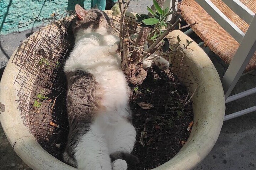 Aegina Town Cat Appreciation Tour