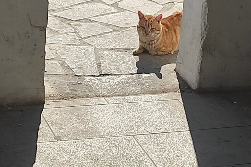 Aegina Town Cat Appreciation Tour