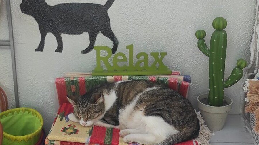 Aegina Town Cat Appreciation Tour