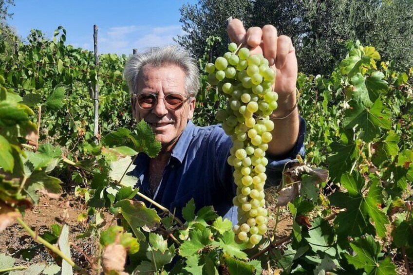 Malvasia withe grapes