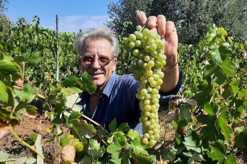 Malvasia withe grapes