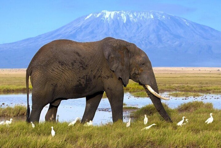 5 Days Masai Mara and Amboseli Luxury Safari on 4x4 Land Cruiser