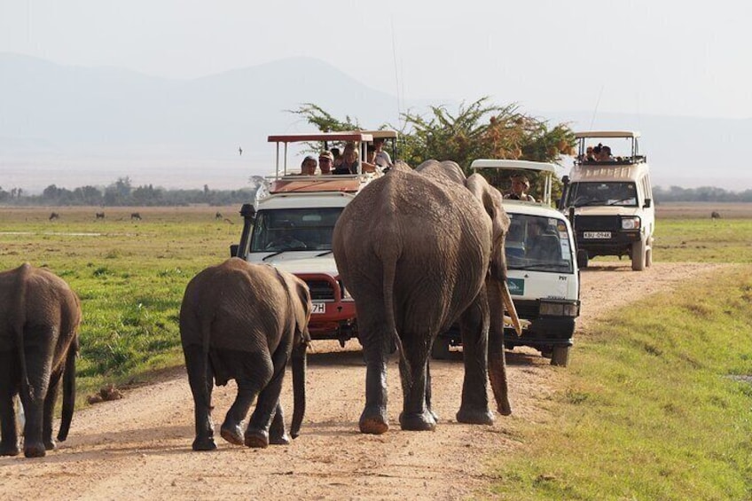 5 Days Masai Mara and Amboseli Luxury Safari on 4x4 Land Cruiser