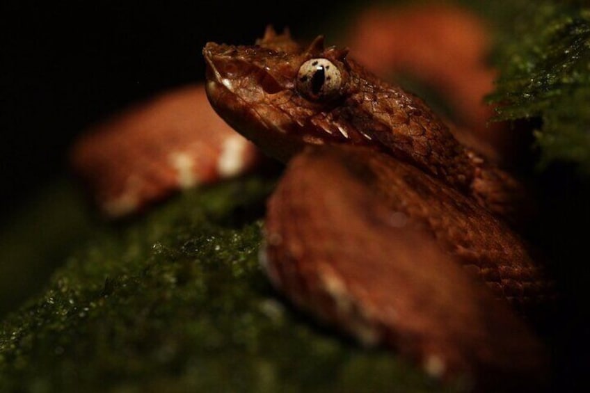 Night Adventure Near Arenal Volcano National Park