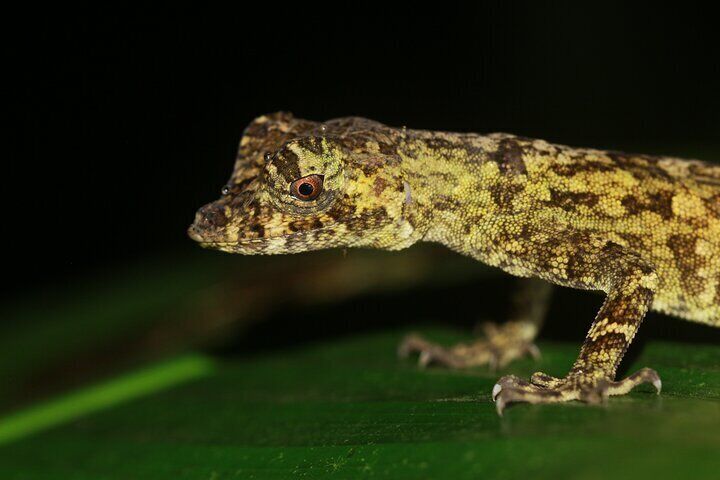Night Adventure Near Arenal Volcano National Park