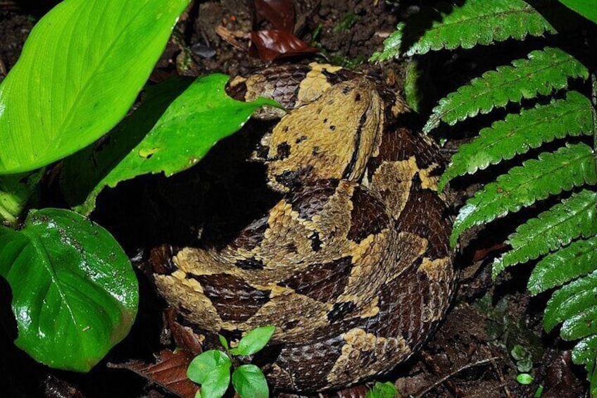 Night Walk Around The Arenal Volcano