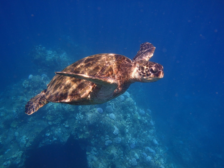 Turtle Town Afternoon Snorkel & Whale Watch! (Maui/ Lahaina Harbor)