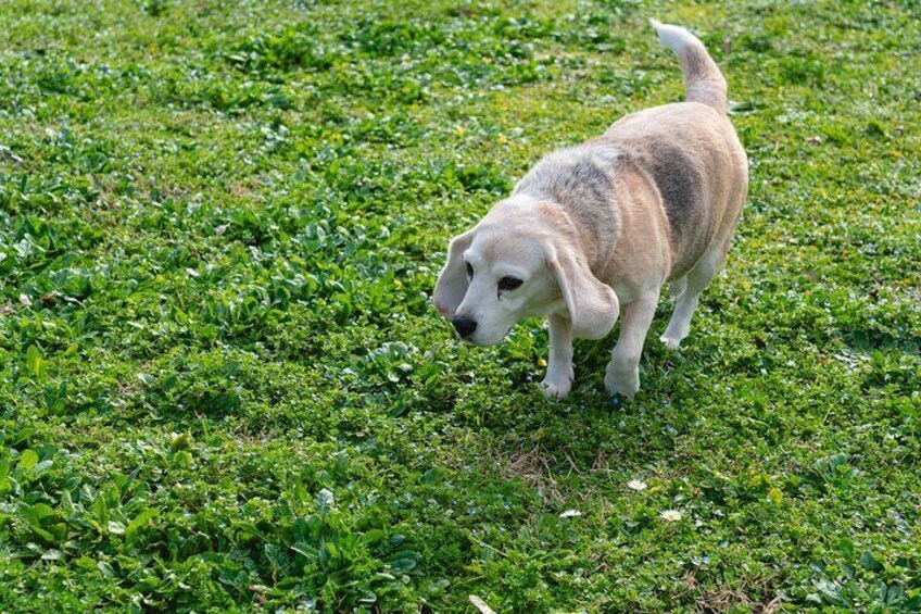Enjoy the Experience in Rome We Take Care of Your Dog