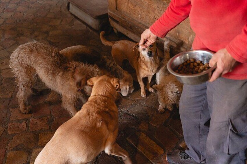Enjoy the Experience in Rome We Take Care of Your Dog