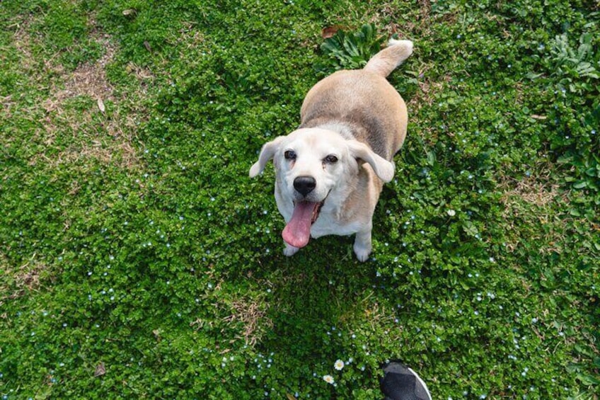Enjoy the Experience in Rome We Take Care of Your Dog