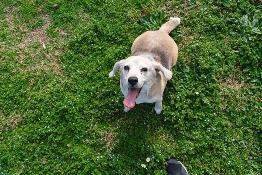 Enjoy the Experience in Rome We Take Care of Your Dog