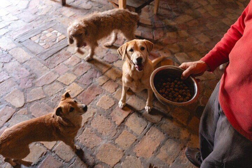 Enjoy the Experience in Rome We Take Care of Your Dog