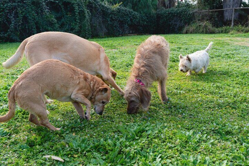 Enjoy the Experience in Rome We Take Care of Your Dog