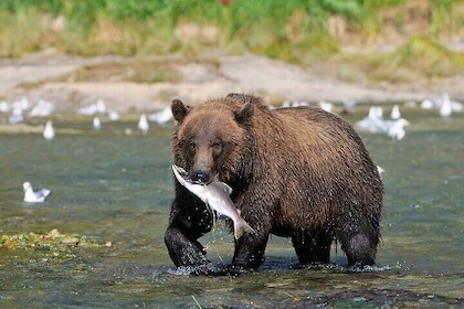 Wildlife Safari & Bear Viewing from Skagway