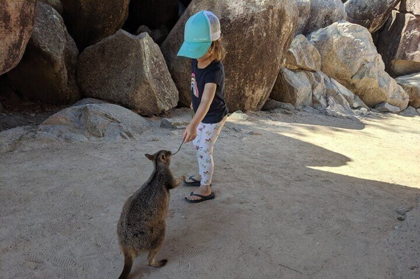 Magnetic Island Afternoon Tour