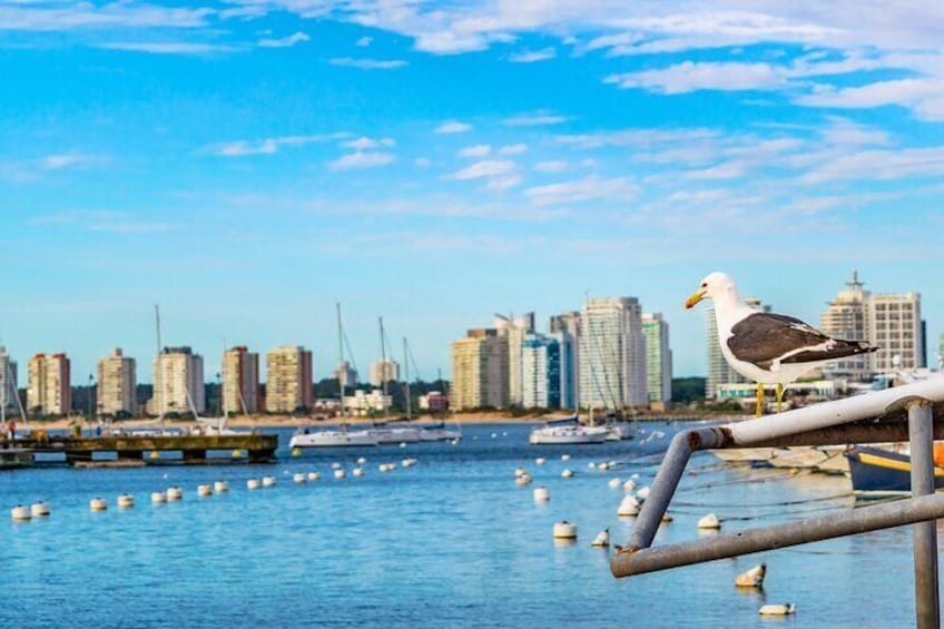 Punta del Este Shore Tour for Cruise Passengers