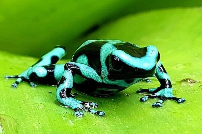 Llanos del Cortes Bijagua Rainforest and Chocolate Tour 