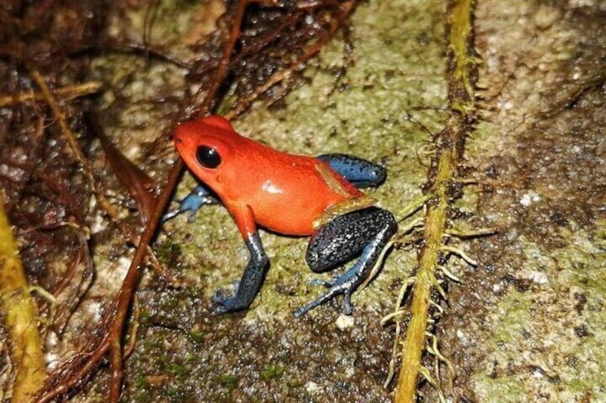 Llanos del Cortes Bijagua Rainforest and Chocolate Tour 