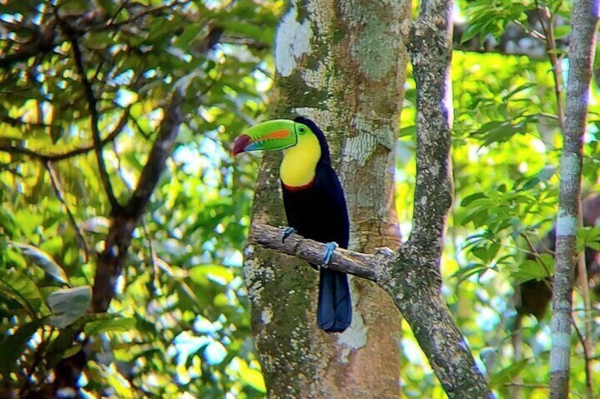 Llanos del Cortes Bijagua Rainforest and Chocolate Tour 