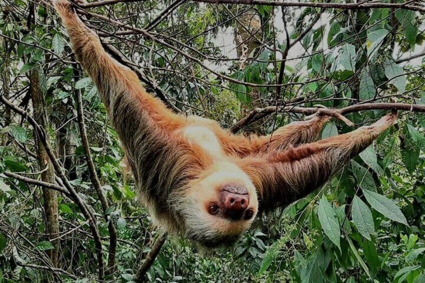 Llanos del Cortes Bijagua Rainforest and Chocolate Tour 