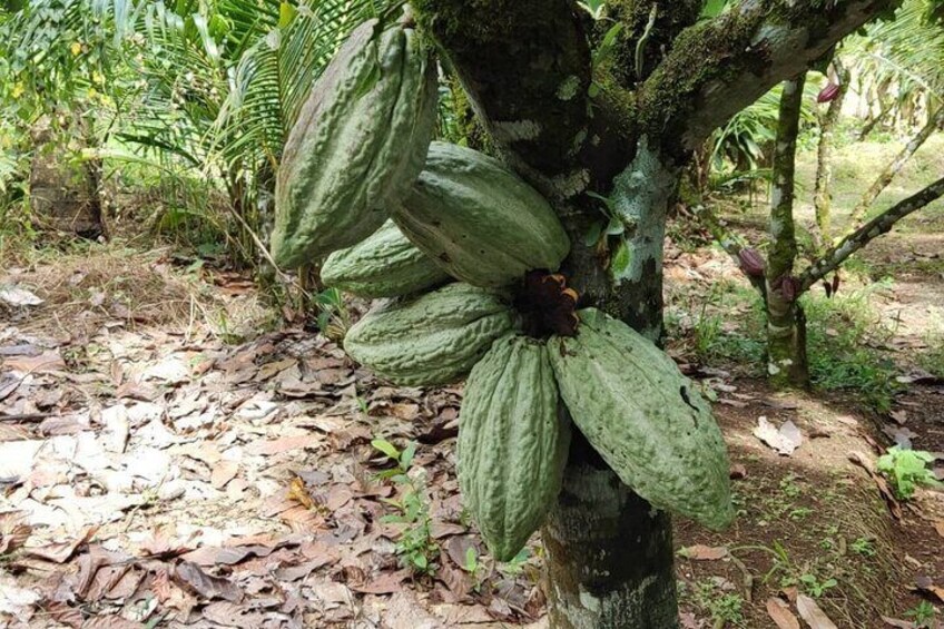 Llanos del Cortes Bijagua Rainforest and Chocolate Tour 