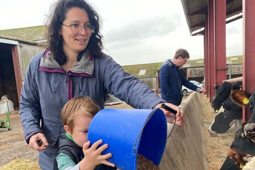 Feeding the cattle (winter)