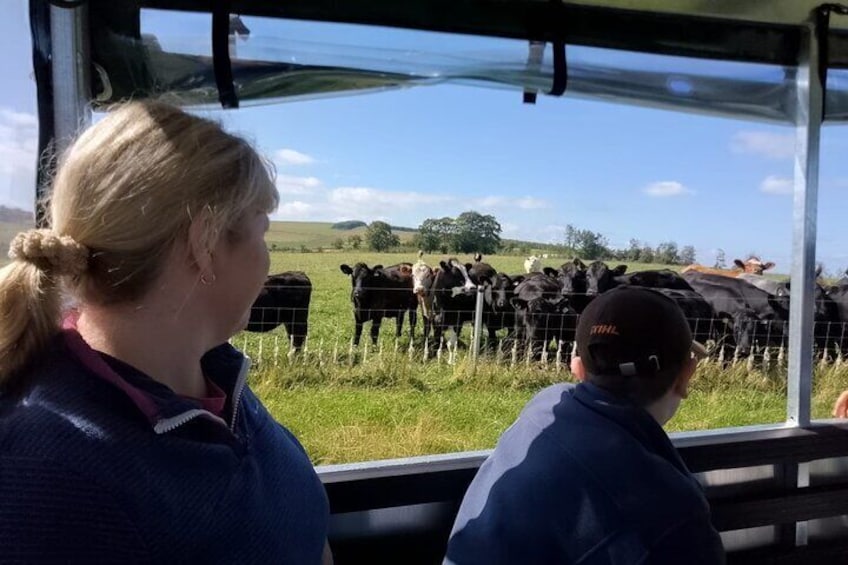 Guests getting to see the cattle