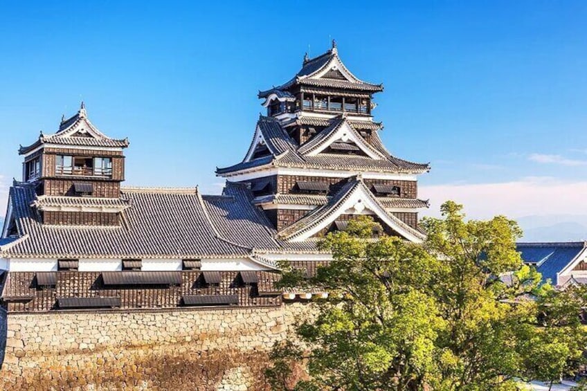 Kumamoto Castle is also known as Ginkgo Castle. Today, in the square in front of the castle tower